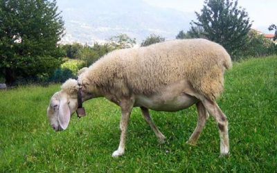 La Brianzola, pecora da tutelare e valorizzare