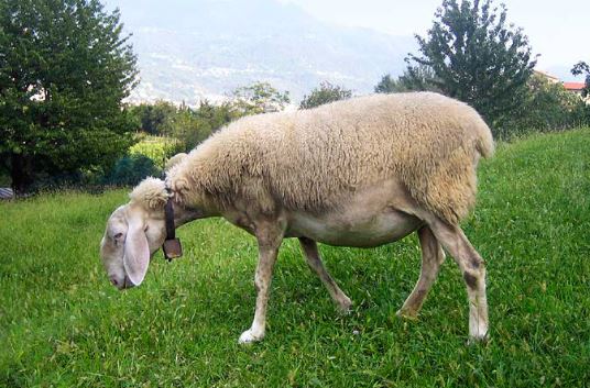 La Brianzola, pecora da tutelare e valorizzare